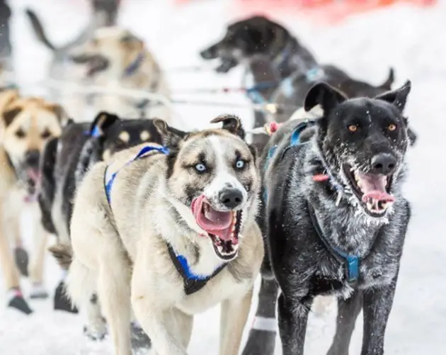 iditarod race crazy eyes