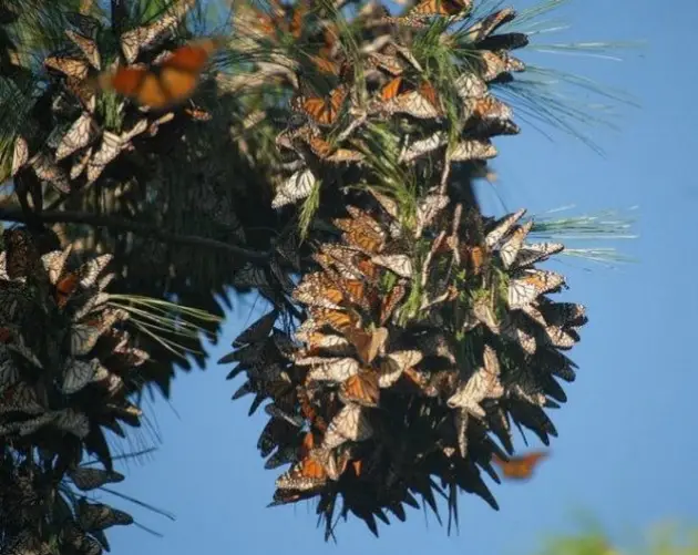 Monarch Migration Colony
