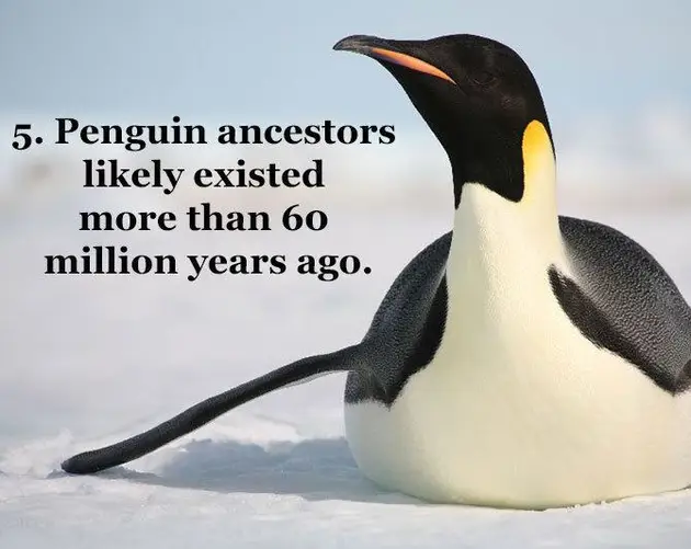 Penguin History