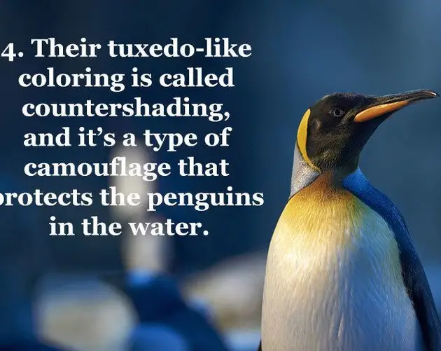 Facts About Penguins