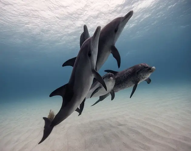 underwater animal photography dolphin pod