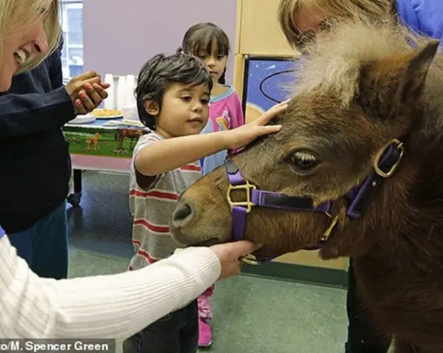 Miniature Therapy Horses Pet