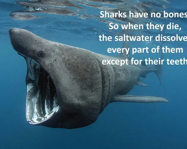 Sharks Have No Bones