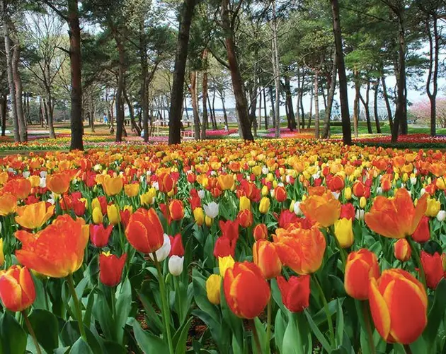 Hitachi Seaside Park Tulips
