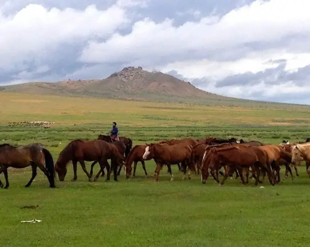 Mongolia Nomads Horse Herd