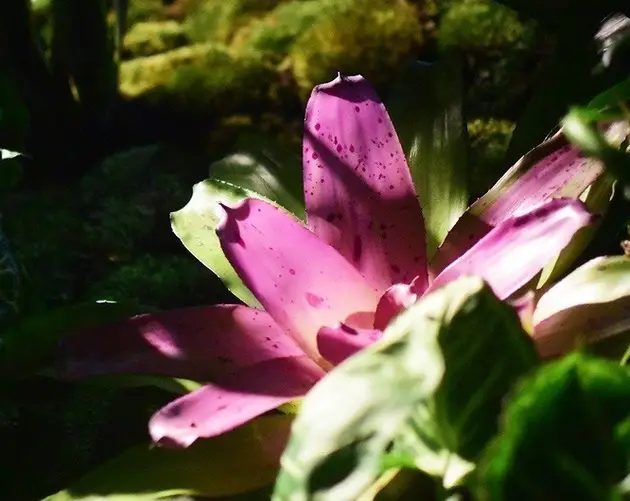 Lowline Flower