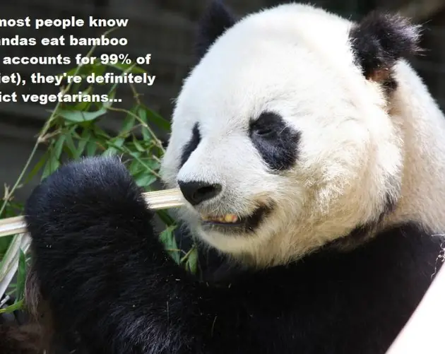 Panda Diet