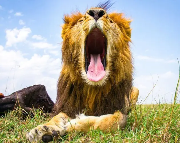 Lion Opening Mouth
