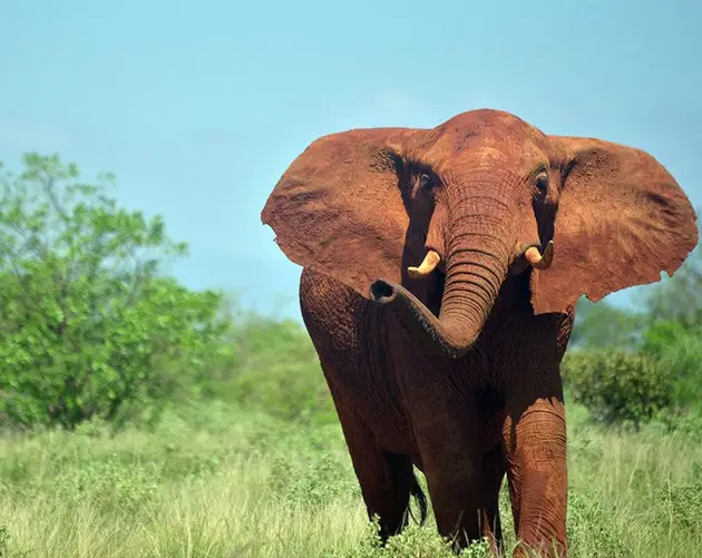 Interesting Elephant Facts