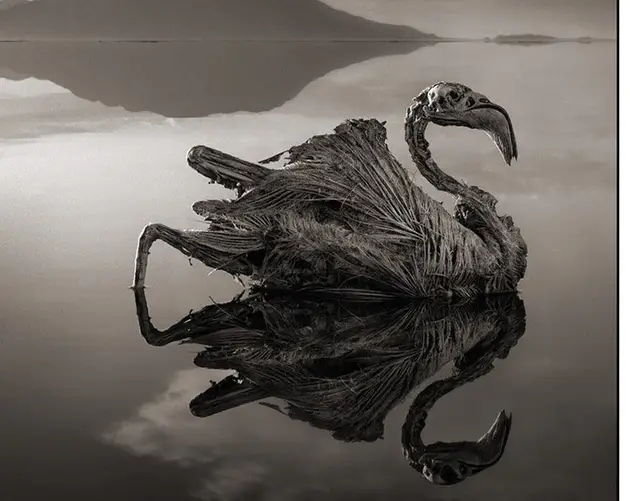 Calcified Flamingo