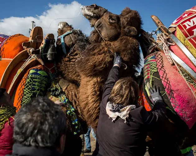 Camel Wrestling Upclose