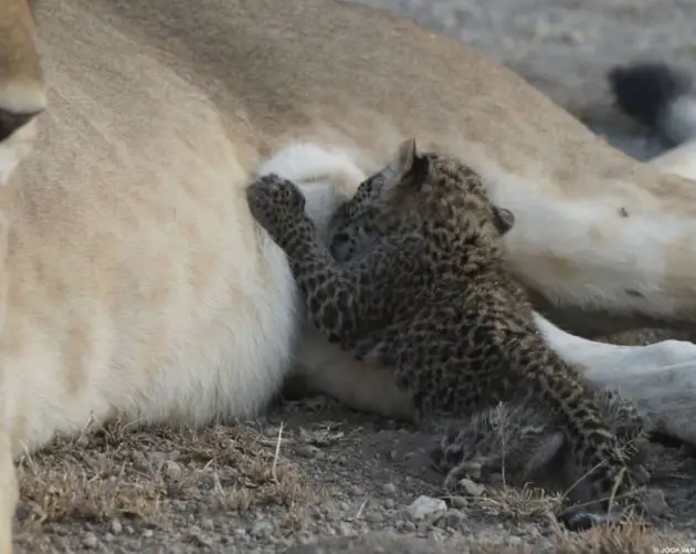 Leopard Baby Nursing