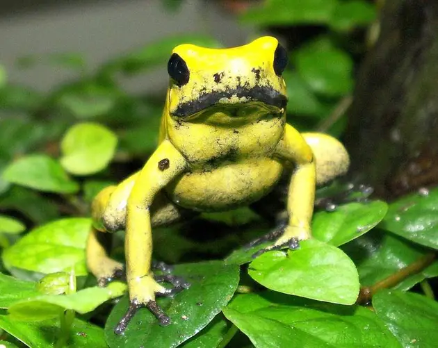 Golden Dart Frog