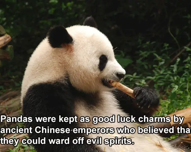 China Facts Great Panda