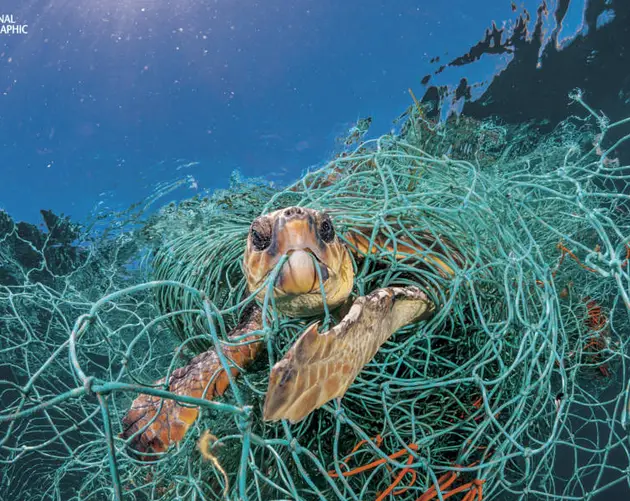 Loggerhead Turtle Stuck In Net