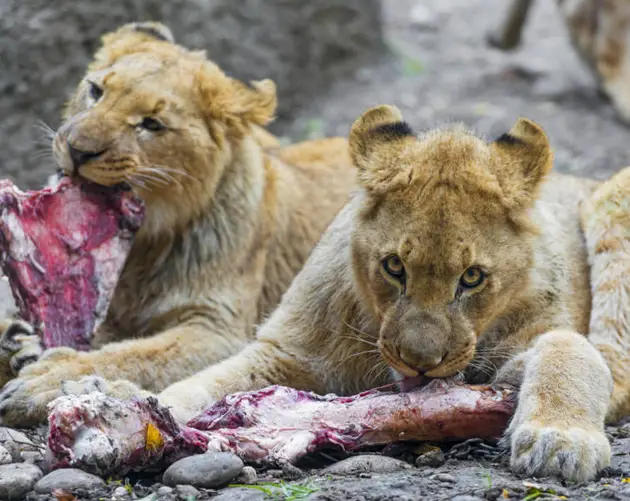 Lions Eating Meat