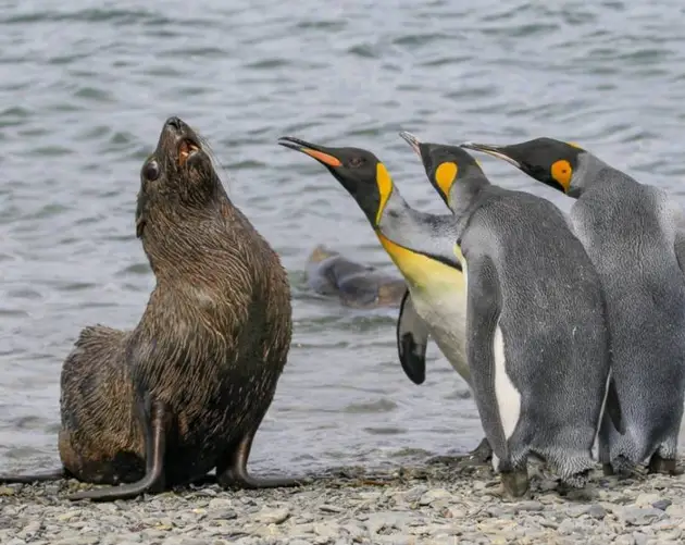 Funny Animal Pictures Seal And Penguin
