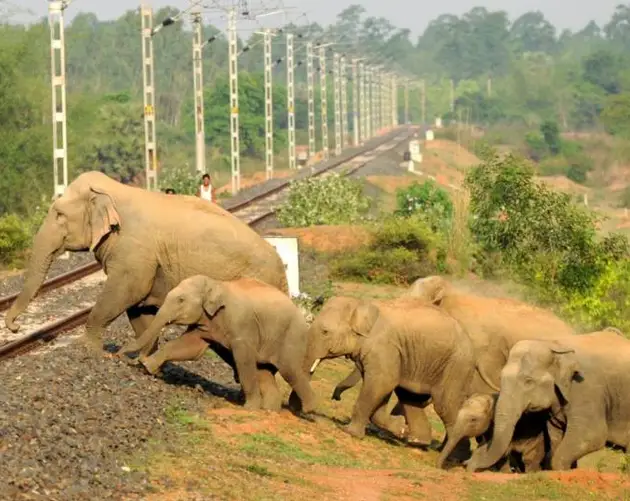 Elephants Crossing Tracks