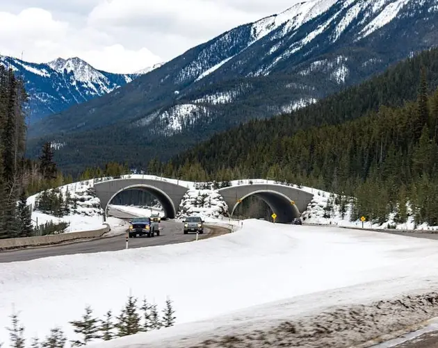 Banff Canada Animal Bridge