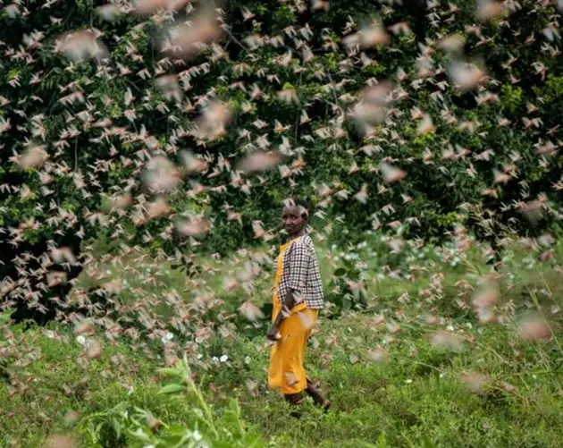 Farmer In Kenya Locust Invasion