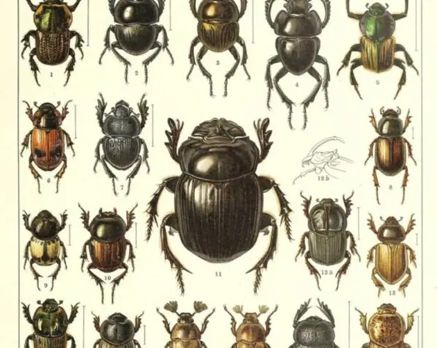 Illustrated Beetles