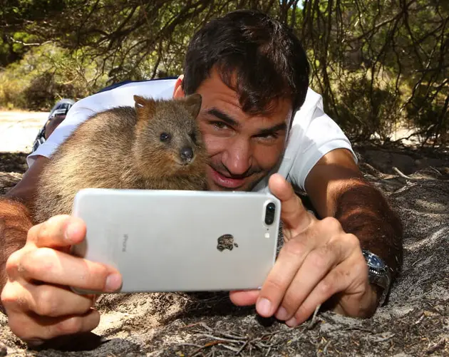 Roger Federer Quokka Selfie
