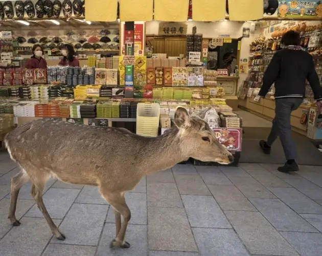 Sika Deer Near Store