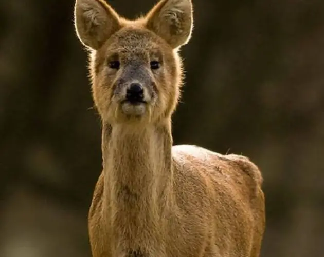 Chinese Water Deer Frontal