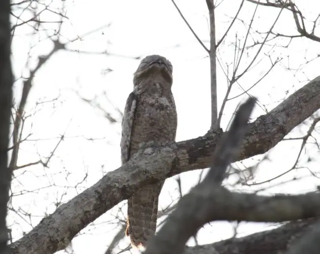 Scary Great Potoo Bird