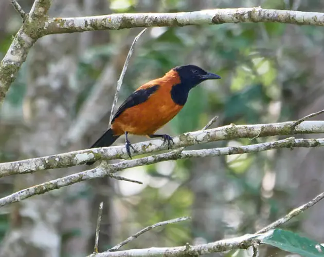 Hooded Pitohui On A Branch