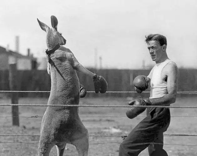 Strange Pictures Kangaroo Boxing