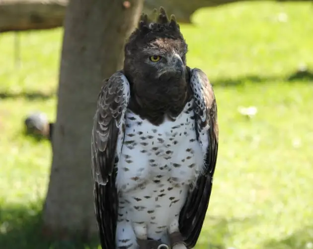 Martial Eagle Standing