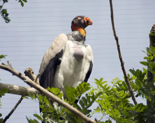 Perched King Vulture
