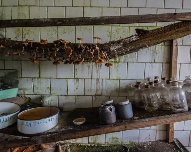 Pripyat Mushrooms At Abandoned Hospital