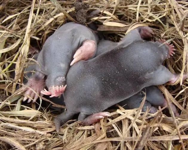 Star Nosed Mole Babies