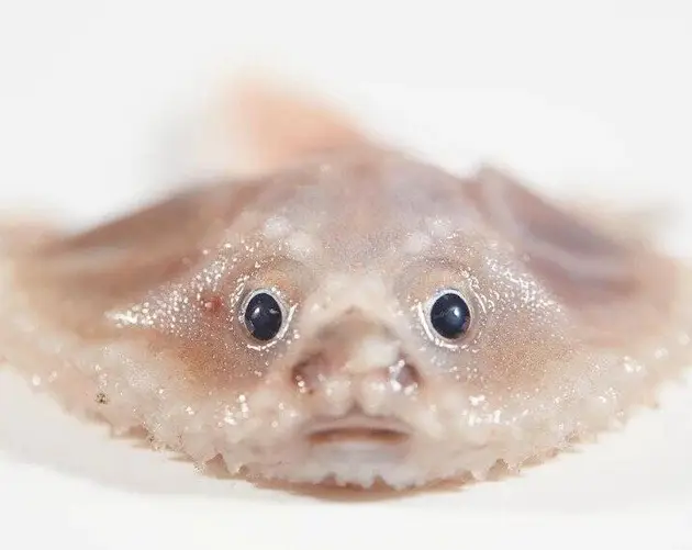 Deep Sea Batfish