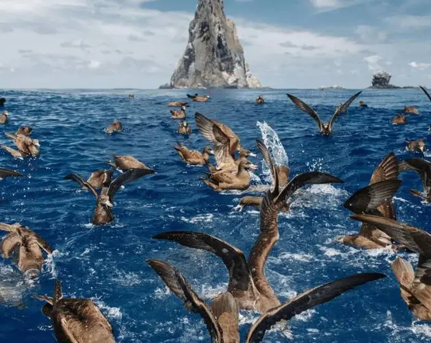 Shearwaters Near Balls Pyramid