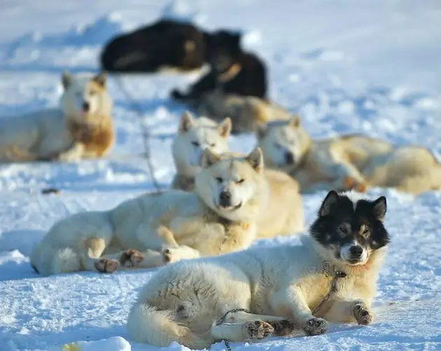 Danish Sled Dogs In Alert