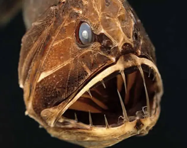 Face Of Fangtooth Fish