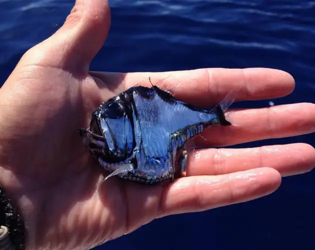 Fisher Holding Hatchetfish