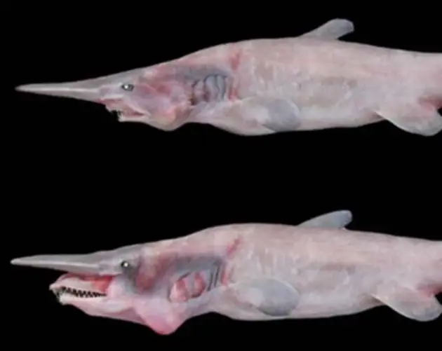 Goblin Shark Specimens
