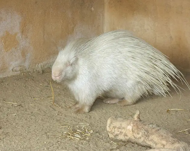 White Porcupine