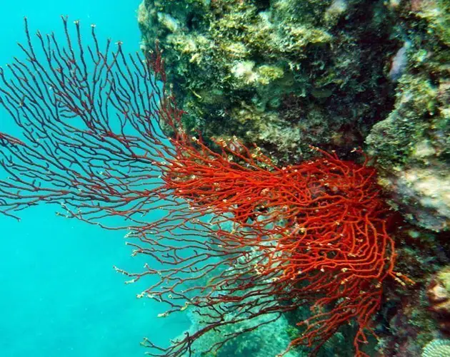 Red Coral