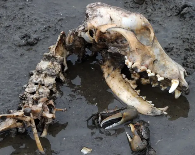 Dog Skull