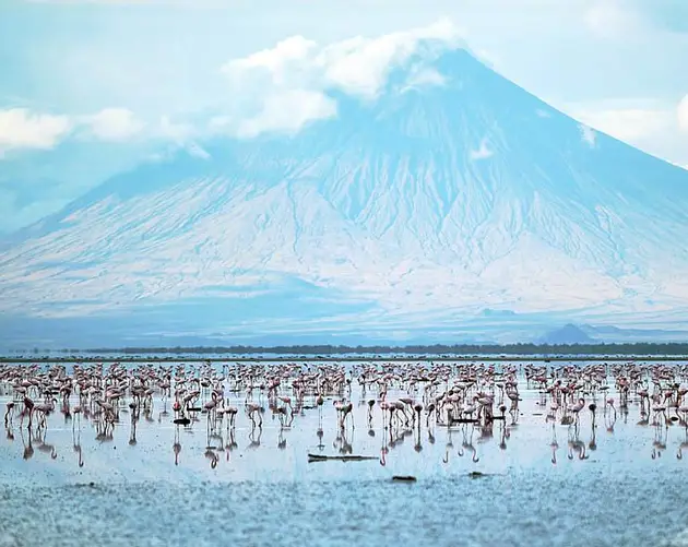 Lesser Flamingoes