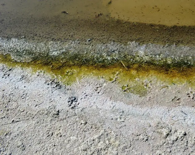 Shore Salton Sea Yellow