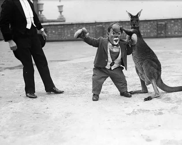 Midget Boxer