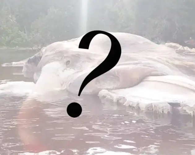 Indonesian sea creature