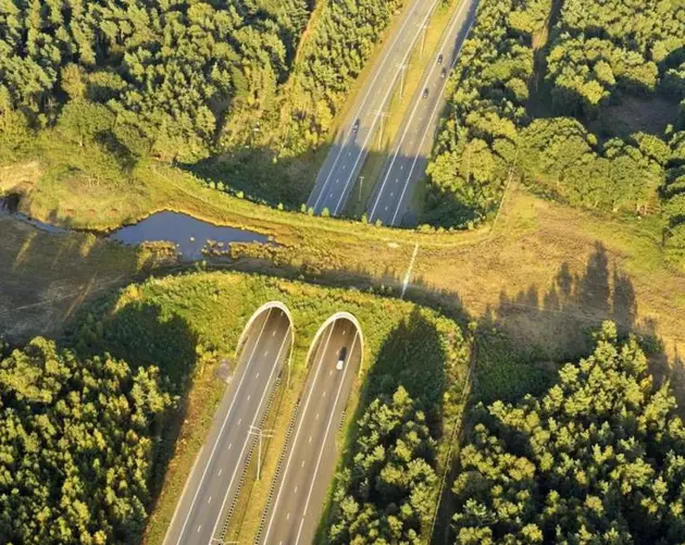Green Animal Bridge
