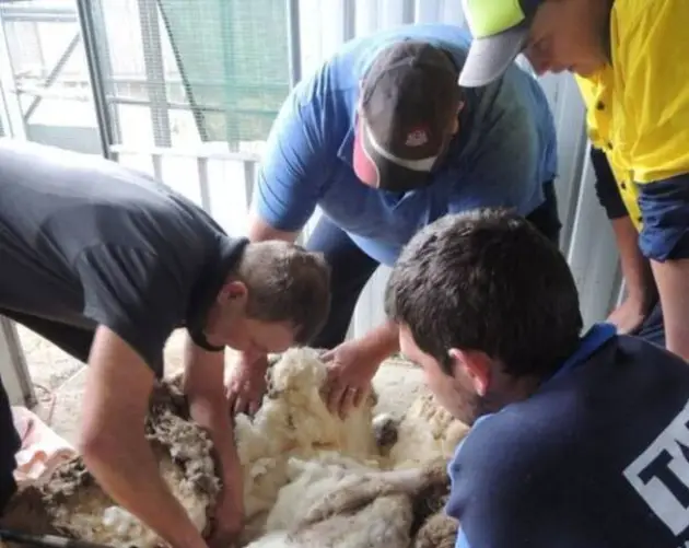 Chris The Sheep Getting Sheared